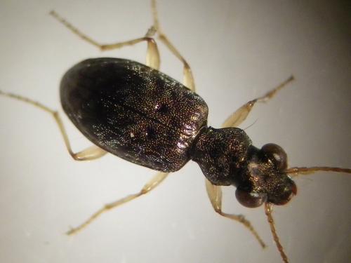 Réf. 270 257 : Asaphidion curtum